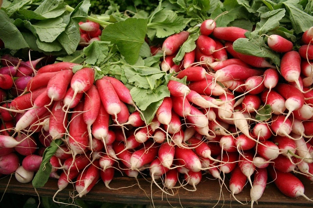 French Breakfast Radish