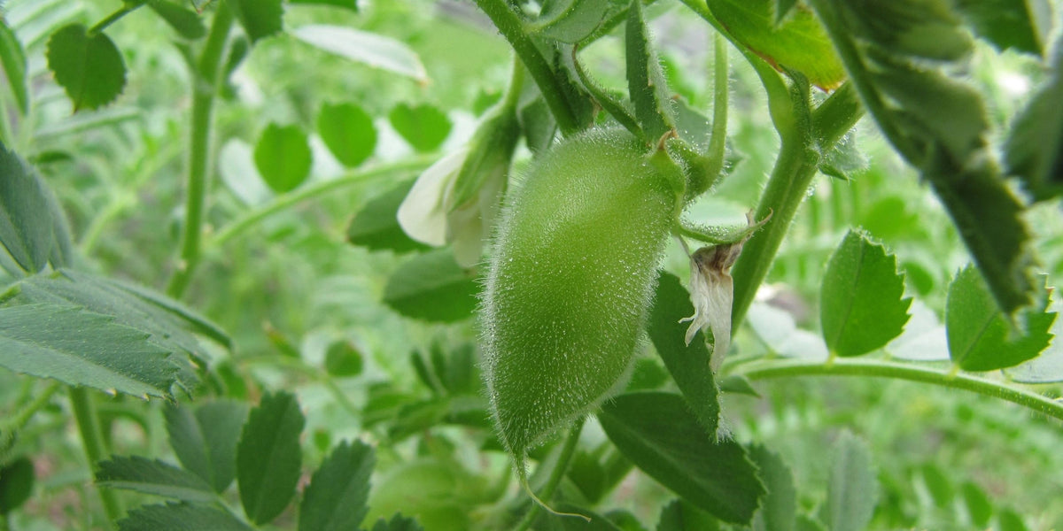 Garbanzo Beans (Chickpea)– Clearwater Valley Seeds