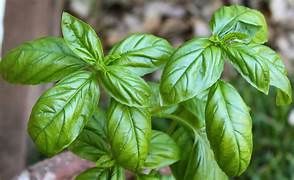 Genovese Basil