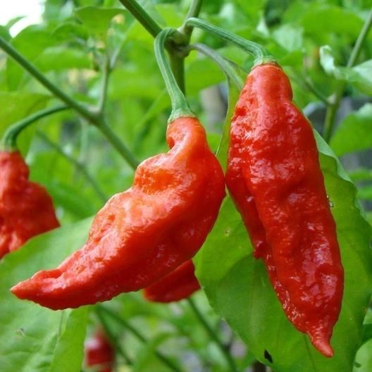 Ghost Pepper