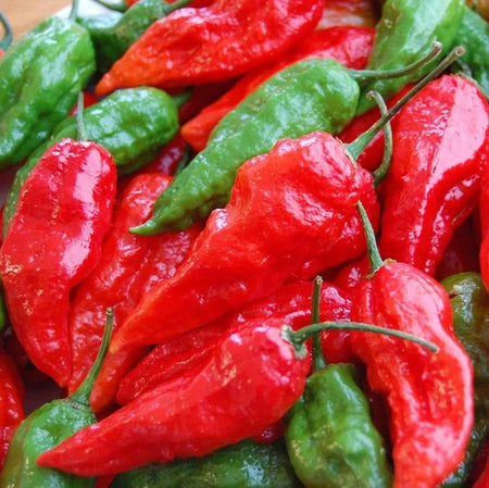 Ghost Pepper