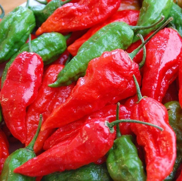 Ghost Pepper