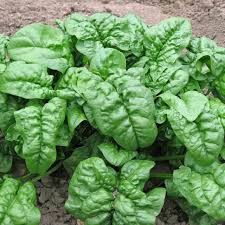 Giant Nobel Spinach