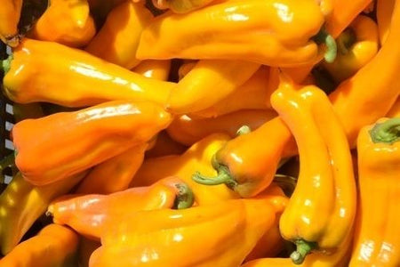 Marconi Golden Sweet Pepper