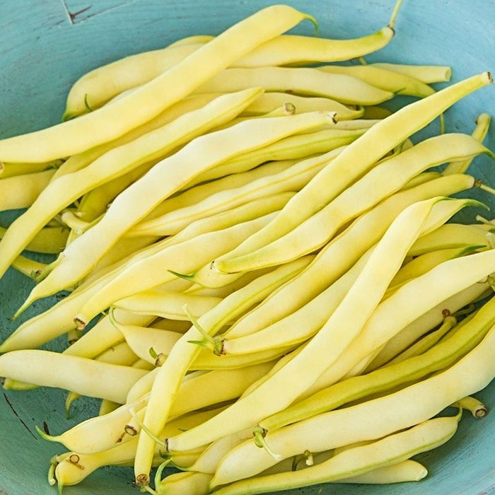 Golden Wax Bush Bean