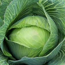 Golden Acre Cabbage