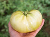 Great White Tomato