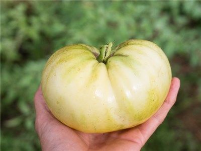 Great White Tomato