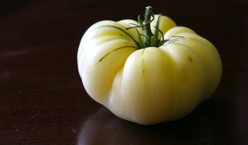 Great White Tomato