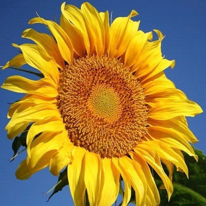 Grey stripe sunflower