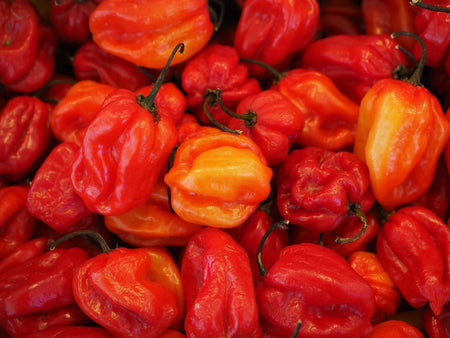 Habanero Caribbean Red Pepper