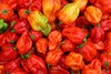 Rainbow Habanero Collection (3 pack)