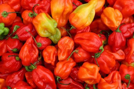 Rainbow Habanero Collection (3 pack)