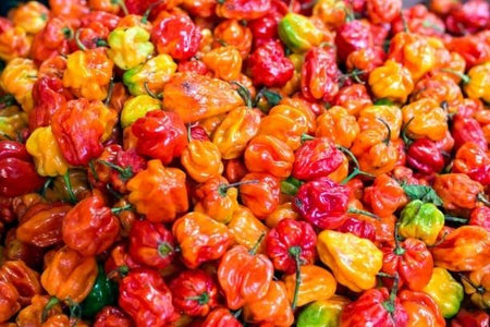 Rainbow Habanero Collection (3 pack)