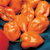 Habanero Orange Pepper