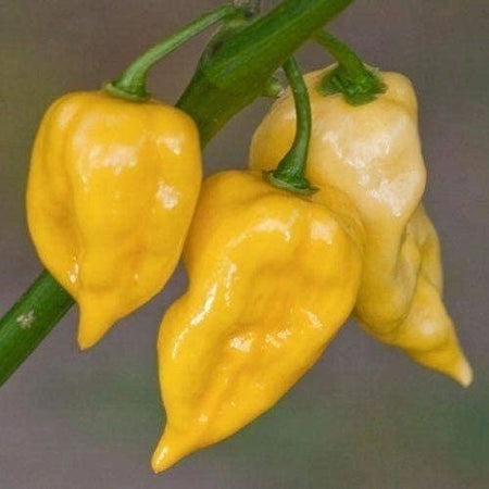 Habanero Lemon Pepper