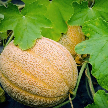 Hales Best Jumbo Cantaloupe