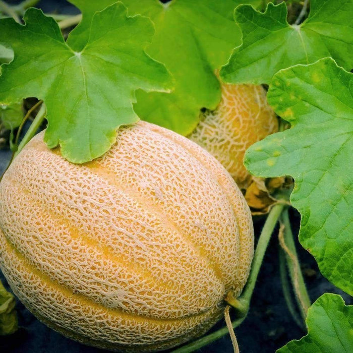 Hales Best Jumbo Cantaloupe