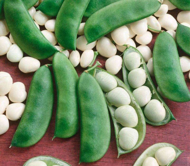 Henderson Bush Lima Bean