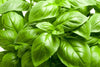 Italian Large Leaf Basil