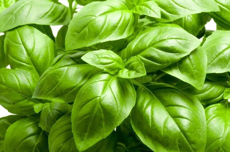 Italian Large Leaf Basil