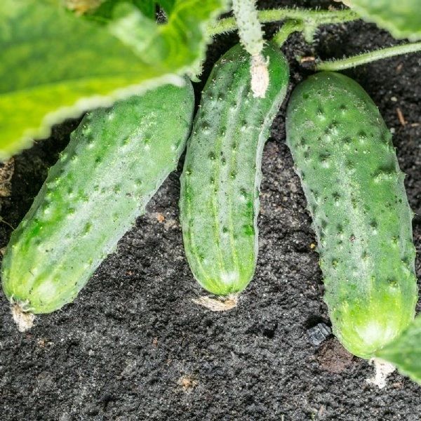 Homemade Pickles Cucumber