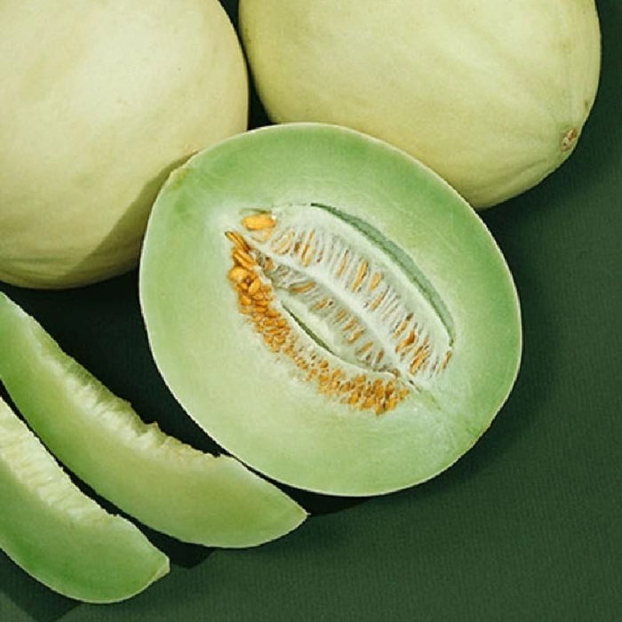 Honeydew Melon-Green Flesh