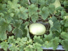 Honeydew Melon-Green Flesh