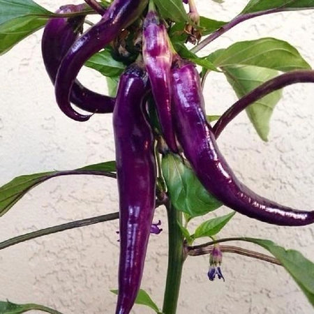 Hot Cayenne Purple Pepper