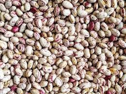 Dwarf Taylor Horticultural Beans