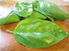 Italian Large Leaf Basil