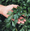 Italian Giant Parsley