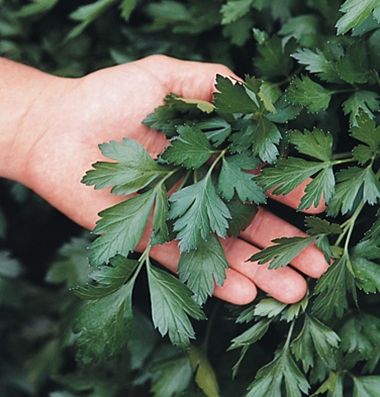 Italian Giant Parsley