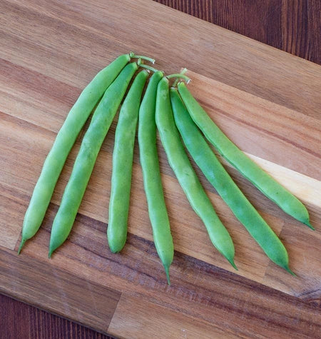 Jacob's Cattle Bean