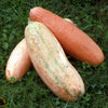 Jumbo Pink Banana Winter Squash