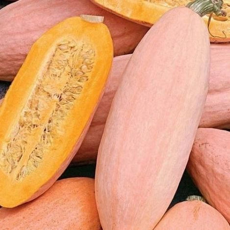 Jumbo Pink Banana Winter Squash