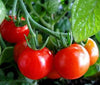 Large Red Cherry Tomato