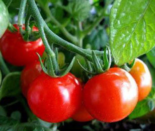 Large Red Cherry Tomato