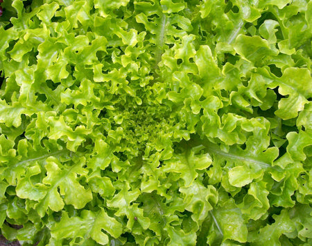 Salad Bowl Lettuce