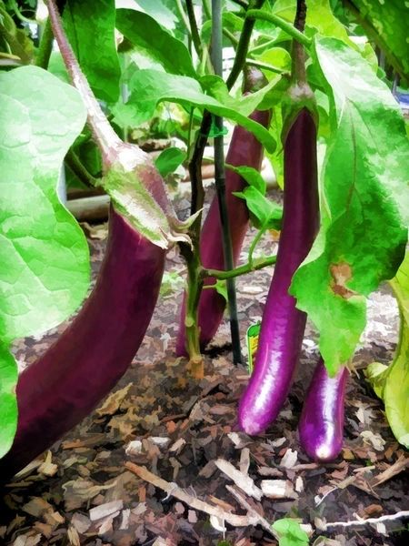 Long Purple Eggplant