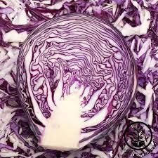 Mammoth Red Rock Cabbage