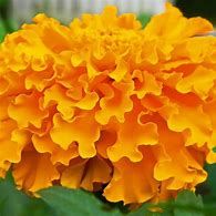 Marigold flower