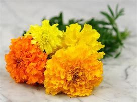 Marigold flower