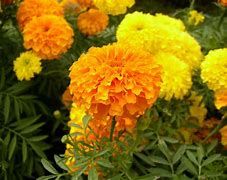 Marigold flower