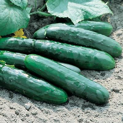 Marketmore 76 Cucumber