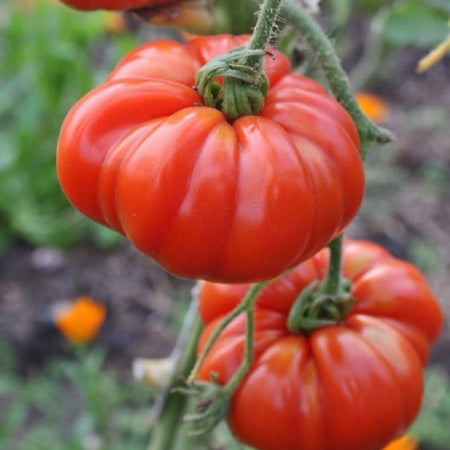 Marmande VF Tomato