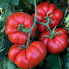 Marmande VF Tomato