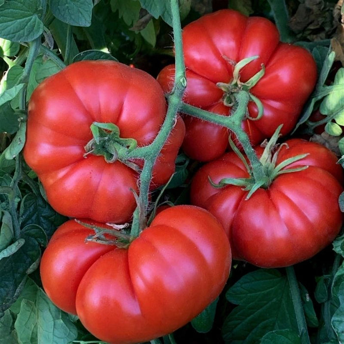 Marmande VF Tomato