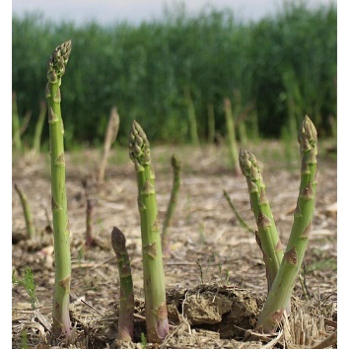 Mary Washington Asparagus