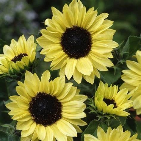 Sunflower Collection